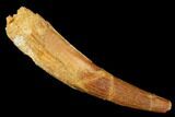 Fossil Pterosaur (Siroccopteryx) Tooth - Morocco #183693-1